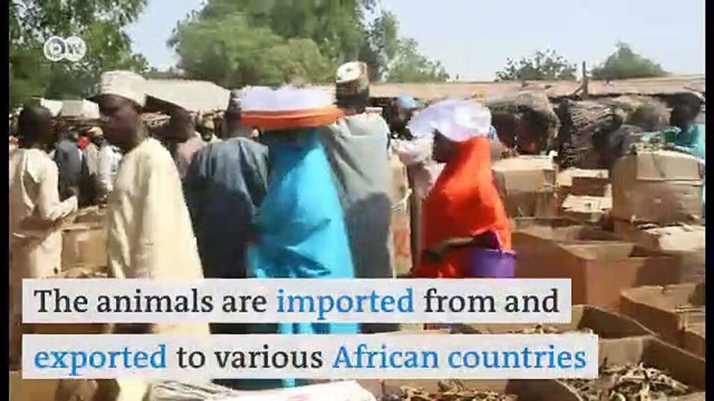 Explore West Africa’s largest frog market