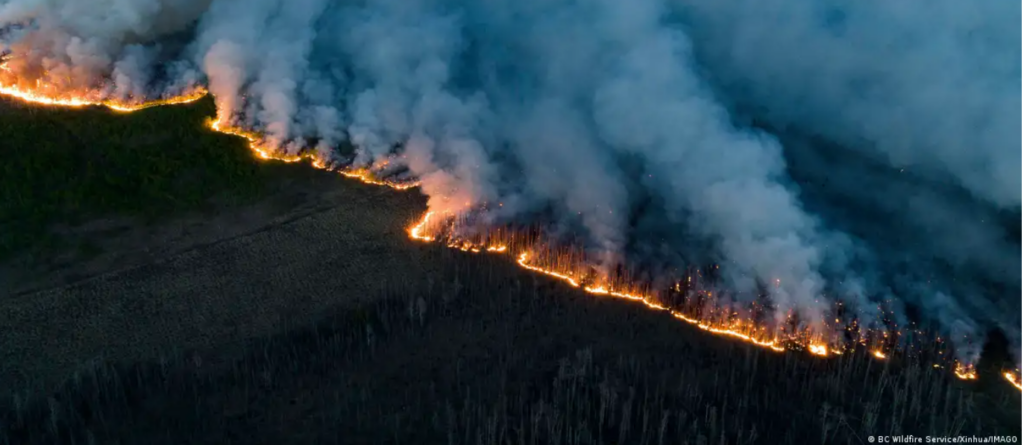 How are Canada’s forests faring after the wildfires?