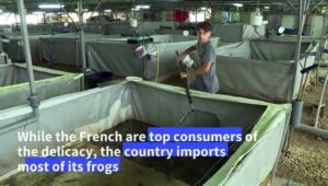 Frog breeder jumping at chance to provide France’s top eateries