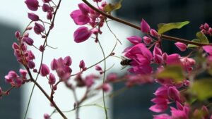 Green shoots: Rooftop farming takes off in Singapore