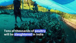India culls tens of thousands of birds over avian flu outbreak
