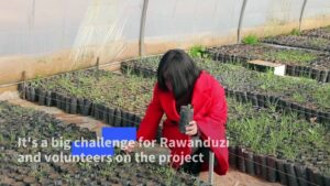 Oak trees take root in Iraqi Kurdistan to help climate