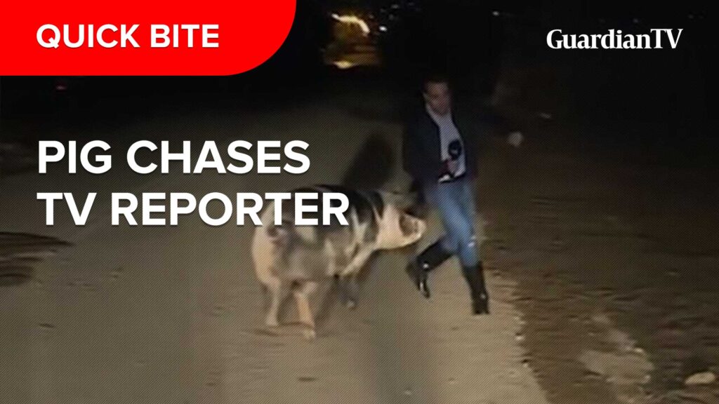 Pig chases TV reporter live on air