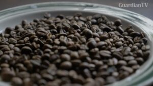 Plateau State’s untapped coffee market
