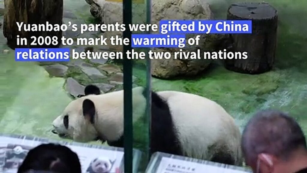 Second Taiwan-born panda cub makes media debut
