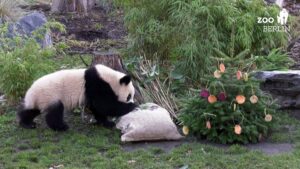 Tasty treats for Berlin’s zoo animals for Christmas