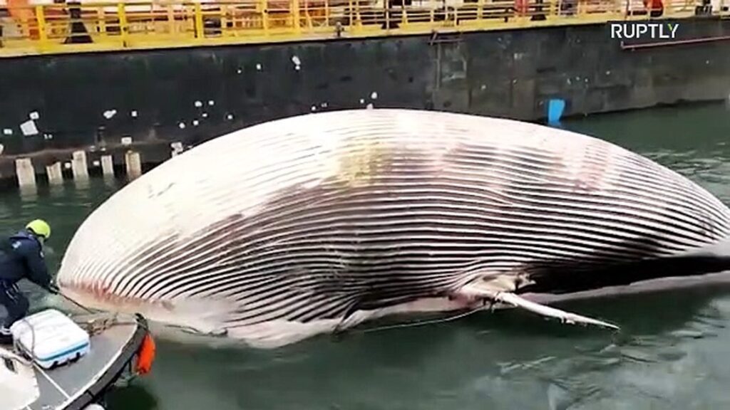 Italy: Huge whale carcass towed to Naples for autopsy after discovery near Sorrento