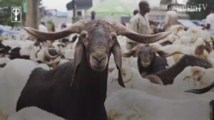 Nigerians talk Eid-el-Kabir and high cost of ram