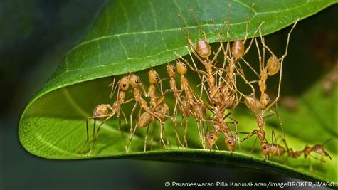 Biodiversity: The bizarre world of ants