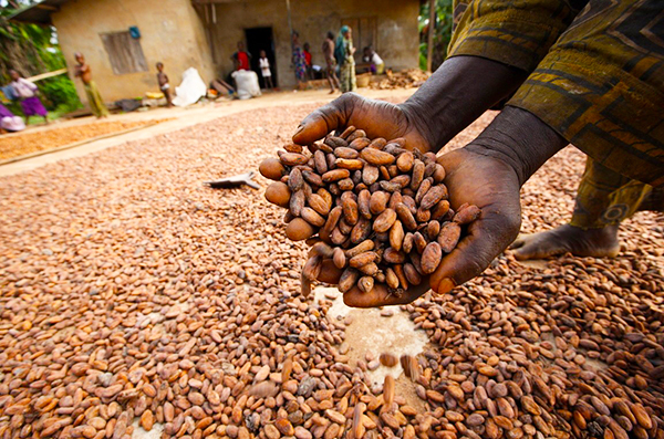 Cocoa prices rally on slowing West Africa exports