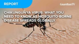 Chikungunya Virus: What you need to know as mosquito-borne disease spreads globally