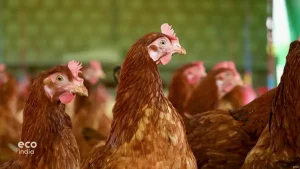 Cage-free: India's movement for eco-friendly egg farming