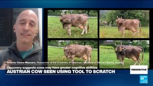 'The story of Veronika is truly mind-blowing,' researcher says on cow's tool use